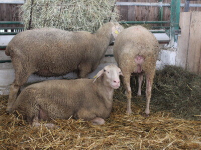 Državna stočarska izložba u Gudovcu