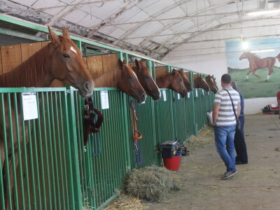 Državna stočarska izložba u Gudovcu