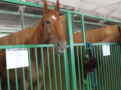 Državna stočarska izložba u Gudovcu