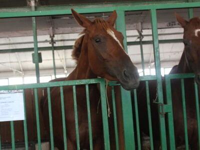 Državna stočarska izložba u Gudovcu