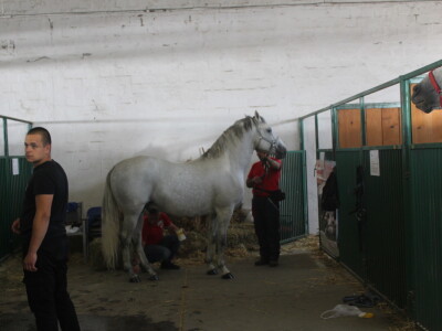 Državna stočarska izložba u Gudovcu