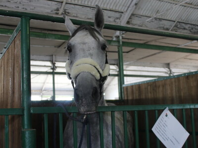 Državna stočarska izložba u Gudovcu