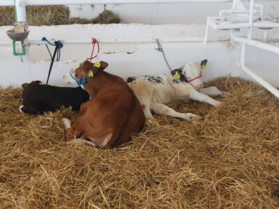 Državna stočarska izložba u Gudovcu