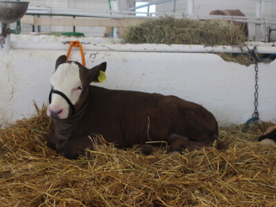 Državna stočarska izložba u Gudovcu