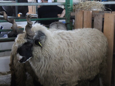 Državna stočarska izložba u Gudovcu 2022.