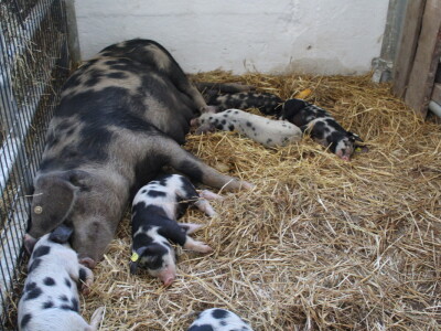 Državna stočarska izložba u Gudovcu 2022.