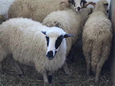 Državna stočarska izložba u Gudovcu 2022.