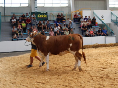Državna stočarska izložba u Gudovcu 2022.
