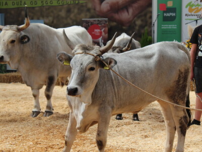 Državna stočarska izložba u Gudovcu 2022.
