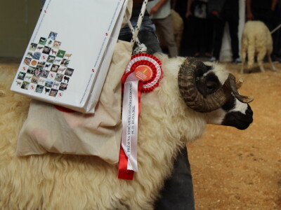 Državna stočarska izložba u Gudovcu 2022.