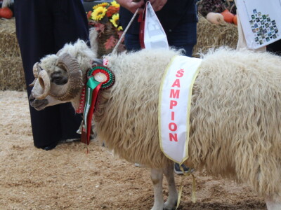 Državna stočarska izložba u Gudovcu 2022.
