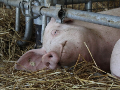 Državna stočarska izložba u Gudovcu 2022.