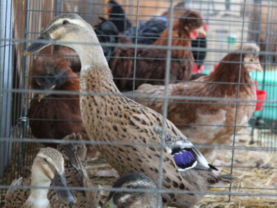 Državna stočarska izložba u Gudovcu 2022.