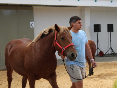 Državna stočarska izložba u Gudovcu 2022.