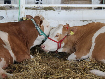 Državna stočarska izložba u Gudovcu 2022.