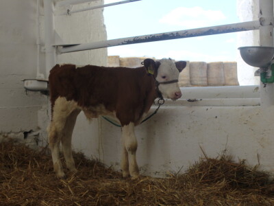 Državna stočarska izložba u Gudovcu