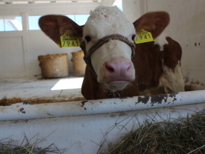 Državna stočarska izložba u Gudovcu