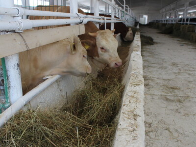 Državna stočarska izložba u Gudovcu