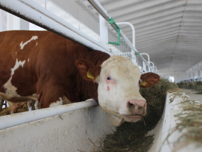 Državna stočarska izložba u Gudovcu