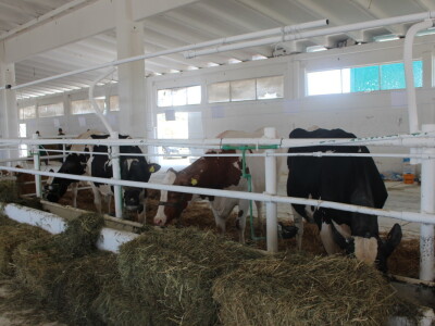 Državna stočarska izložba u Gudovcu