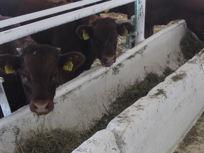Državna stočarska izložba u Gudovcu