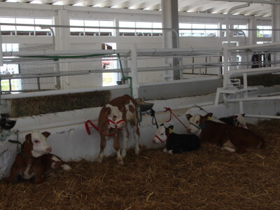 Državna stočarska izložba u Gudovcu