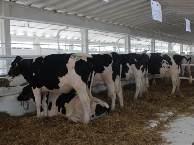 Državna stočarska izložba u Gudovcu