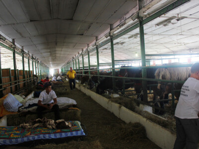 Državna stočarska izložba u Gudovcu