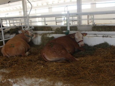 Državna stočarska izložba u Gudovcu