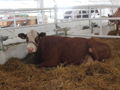 Državna stočarska izložba u Gudovcu