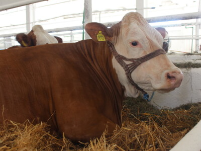 Državna stočarska izložba u Gudovcu