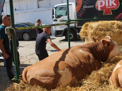 Državna stočarska izložba u Gudovcu