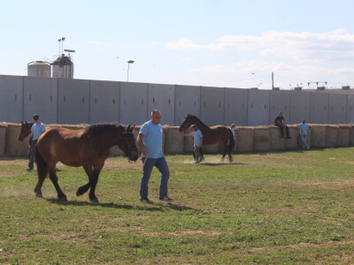 Državna stočarska izložba u Gudovcu