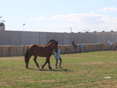 Državna stočarska izložba u Gudovcu