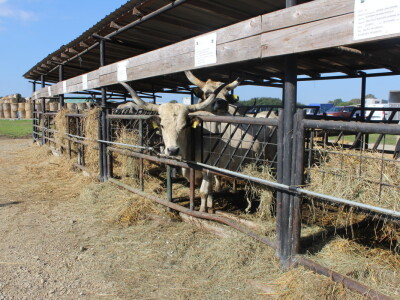 Državna stočarska izložba u Gudovcu
