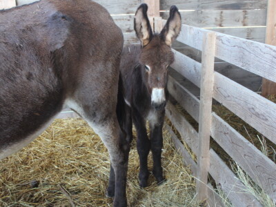 Državna stočarska izložba u Gudovcu