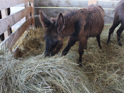 Državna stočarska izložba u Gudovcu
