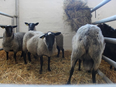 Državna stočarska izložba u Gudovcu