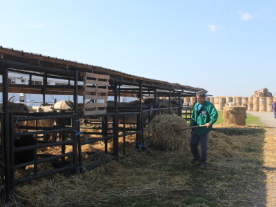 Državna stočarska izložba u Gudovcu