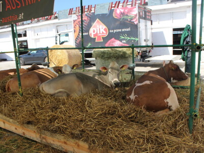 Državna stočarska izložba u Gudovcu