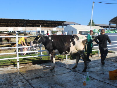 Državna stočarska izložba u Gudovcu