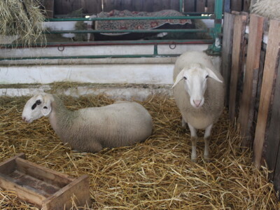 Državna stočarska izložba u Gudovcu