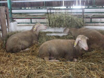 Državna stočarska izložba u Gudovcu