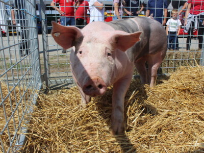 Državna stočarska izložba u Gudovcu