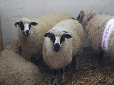 Državna stočarska izložba u Gudovcu