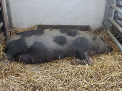 Državna stočarska izložba u Gudovcu