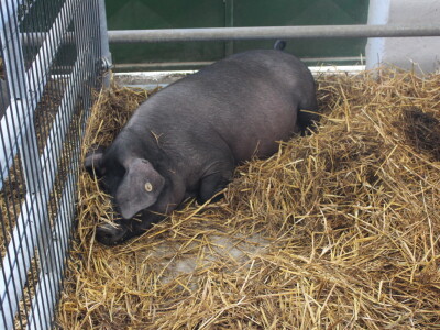 Državna stočarska izložba u Gudovcu
