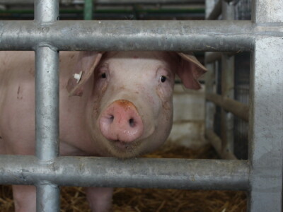 Državna stočarska izložba u Gudovcu