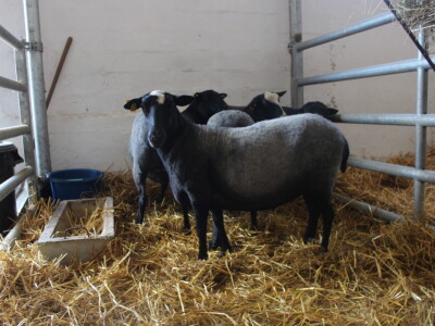 Državna stočarska izložba u Gudovcu