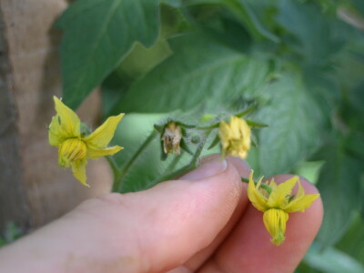 Niko ne zna zašto je Nadin paradajz žut, ni koju dinju uzgajaju